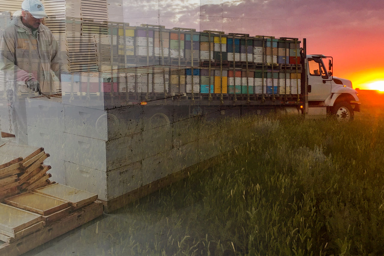 Beekeeping Courses Alberta Beekeepers Commission