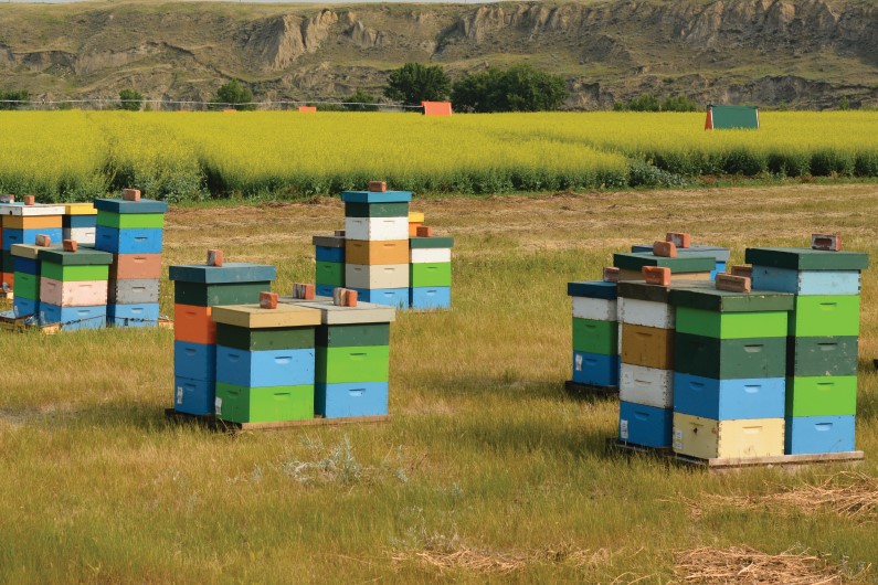 TTP Store Alberta Beekeepers Commission