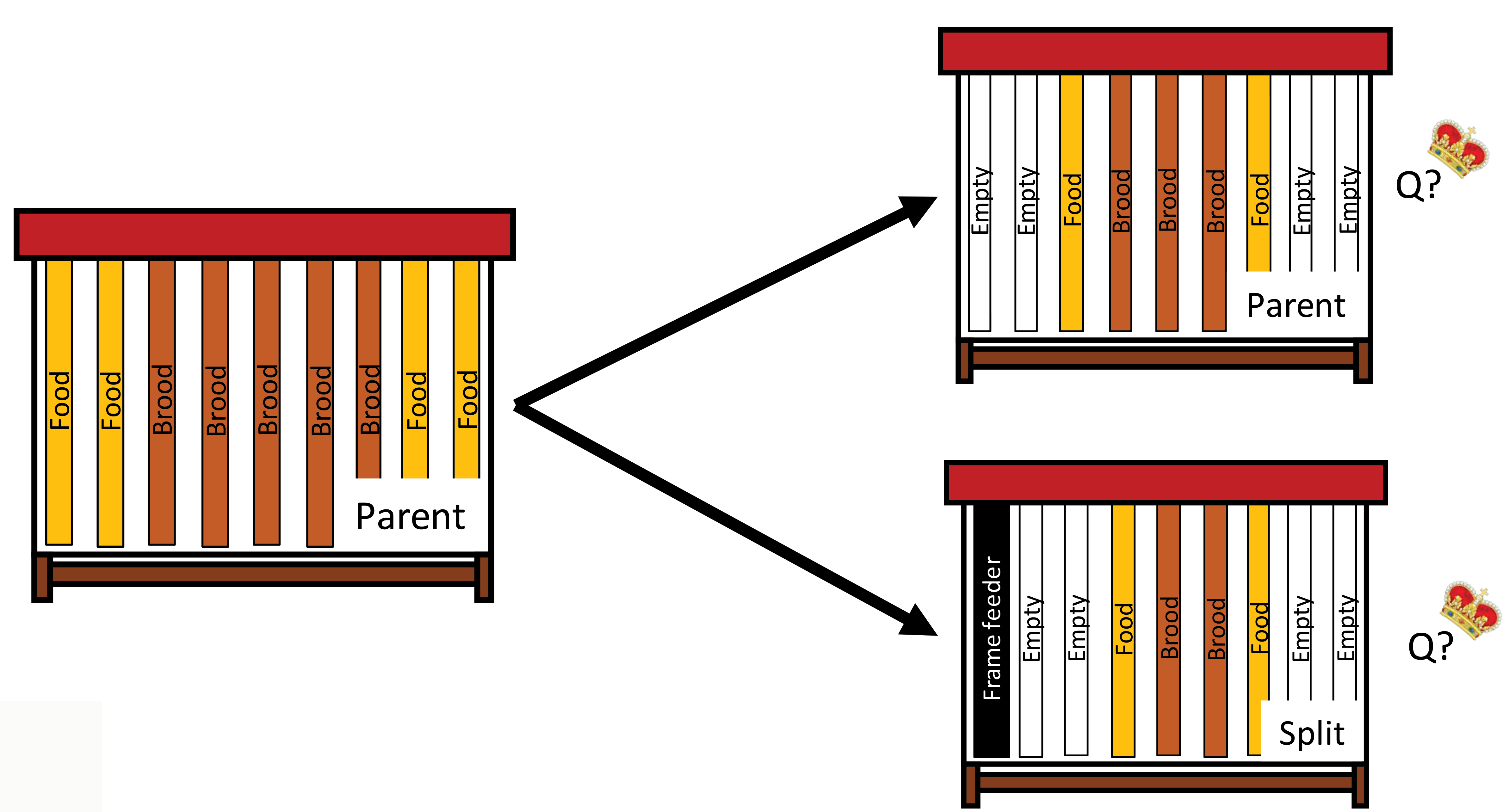Spring Colony Management Making Splits From Strong Colonies Alberta