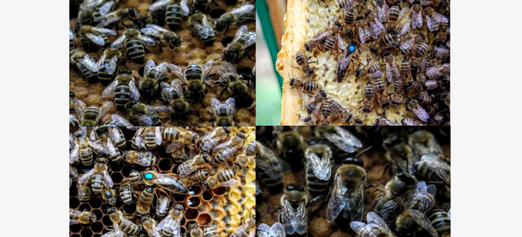 Typical colouring of different individuals of Carpathian Bees