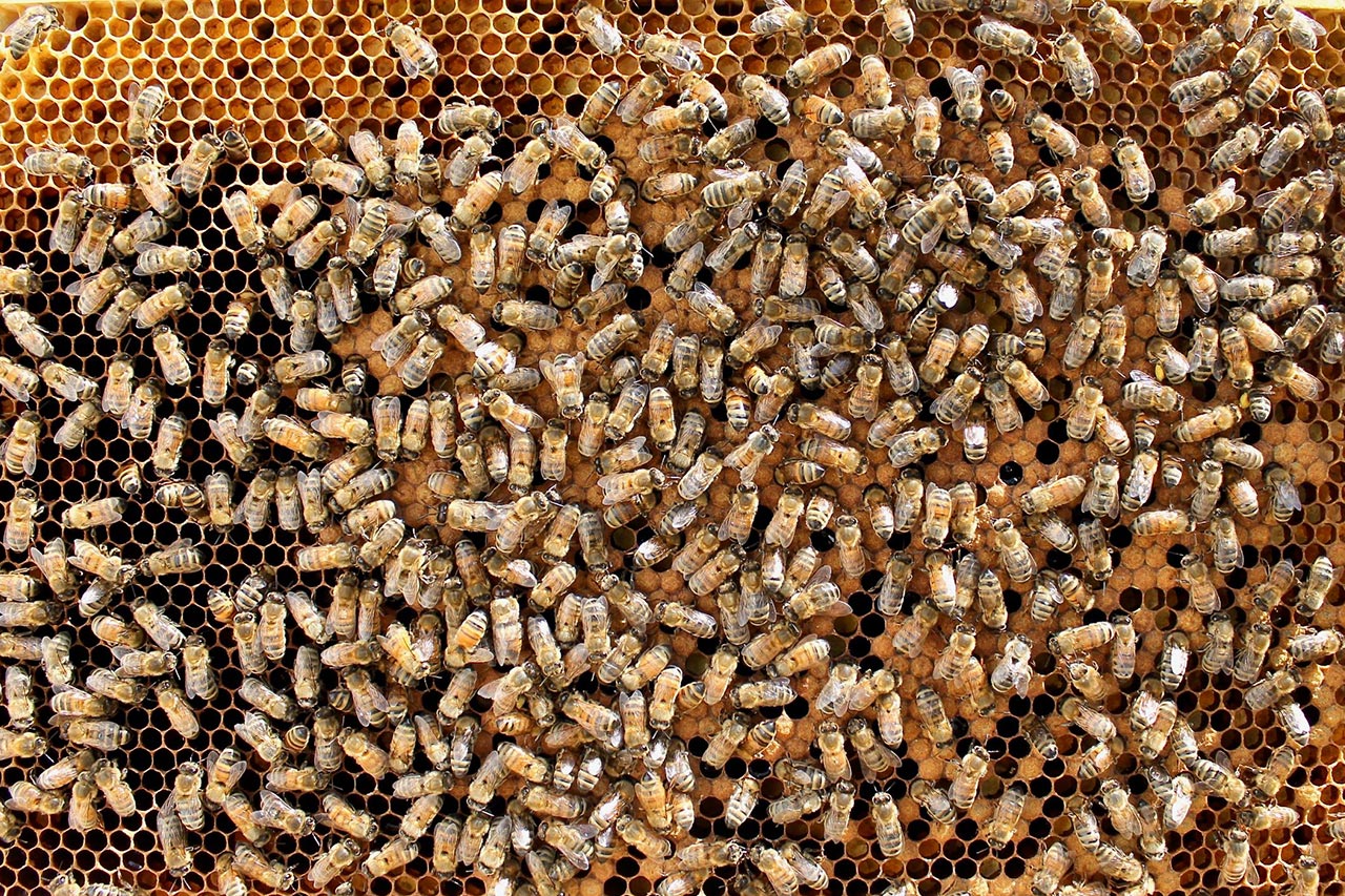 Varroa Mite Treatments Factsheet Alberta Beekeepers Commission