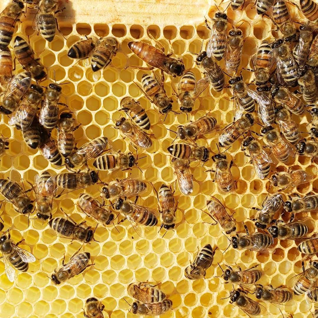 Alberta Beekeepers Commission Alberta Beekeepers Commission